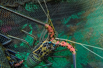 Live spiny lobsters in basket. catching lobsters on a farm.