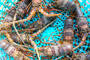 Live spiny lobsters in basket. catching lobsters on a farm.