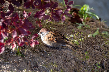 日本で一番よく見かける小鳥　スズメ　　　京都