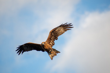 賀茂川沿いでよく見かける猛禽類　トンビ　　　京都