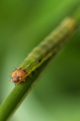 green worm on stem