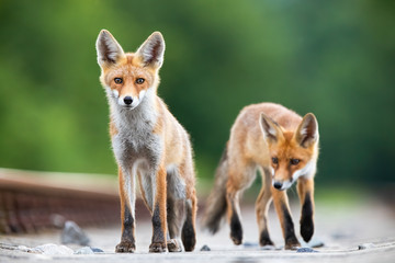 Two red fox, vulpes vulpes, cubs walking on a railway tracks looking surprised. Wild animals on a railroad in nature. Concept of wildlife and transport.