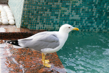 Seagull stands on the edge of the fountain