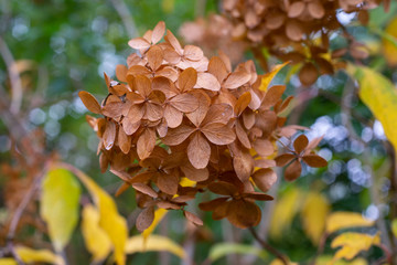 Hortensia paniculé, Panicle hydrangea