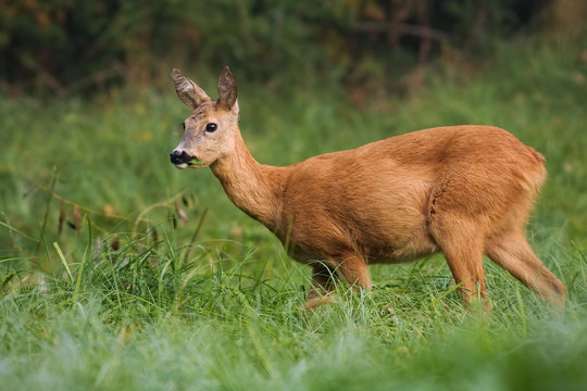 Solitary female of roe deer, capreolus capreolus, holding the food in its mouth. Thoughtful surrounded by the spring vegetation. Wild mammal feeding himself on the grassland.