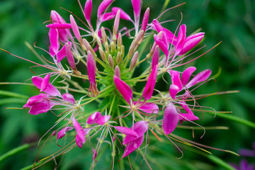 Cleome houtteana  Schltdl