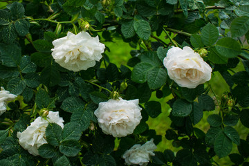 Obraz na płótnie Canvas Tender creamy white roses on a green bush background in the garden.
