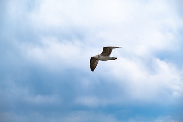 A Seagull soars in the sky against a background of white clouds. Amur Bay, Vladivostok, Russia.A Seagull soars in the sky against a background of white clouds. Amur Bay, Vladivostok, Russia.