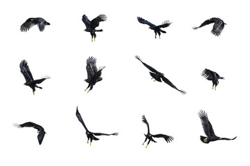 Greater Spotted Eagle flying isolated on white background