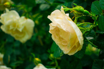 Fine champagne rose flower  with raindrops on the bush in the backyard. Close up. Copy space.