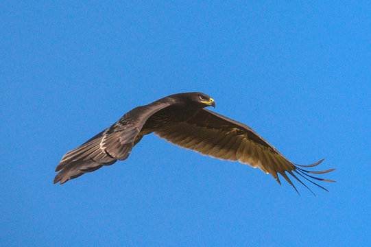 Greater Spotted Eagle flying on blue sky