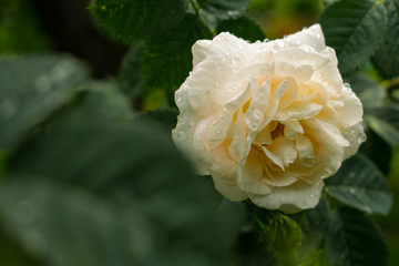 Cream rose on a bush with water drops. Copy space on the left. Dark green leaves.
