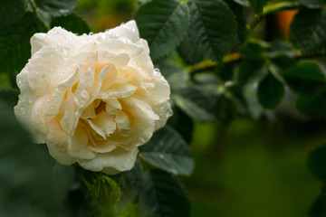 Cream rose on a bush with water drops. Copy space on the right. Dark green.