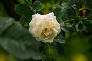 Cream rose on a bush with raindrops and smooth foreground. Centered.