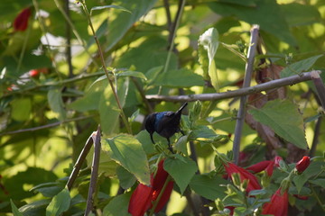 Fototapeta premium Humming Bird