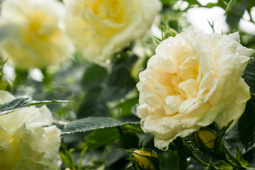 Cream roses on a bush with raindrops.  Close up.
