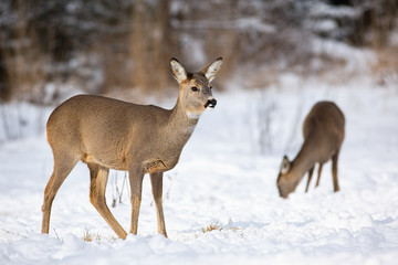 Naklejka na ściany i meble Two females of roe deer, capreolus capreolus grazing and looking for something to eat in winter. Attentive doe in the winter scenery with snowflakes on her nose. A pair of wild mammals standing on the