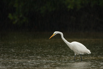 A Great Egret fishing during a light rain in Florida's Little Estero Lagoon.