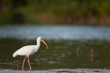 A White Ibis foraging in Florida's Fort Desoto state park.