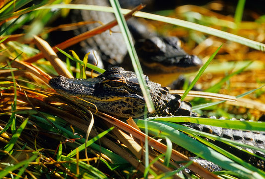 Two young american alligators basking in the summer sun.