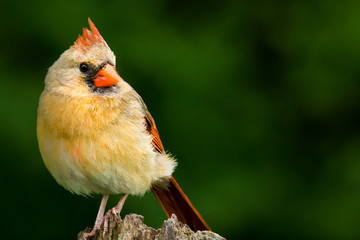 Northern Cardinal, Cardinalis cardinalis. Female with a raised crest, perched on a tree stump and making eye contact. Background is bokeh of trees.