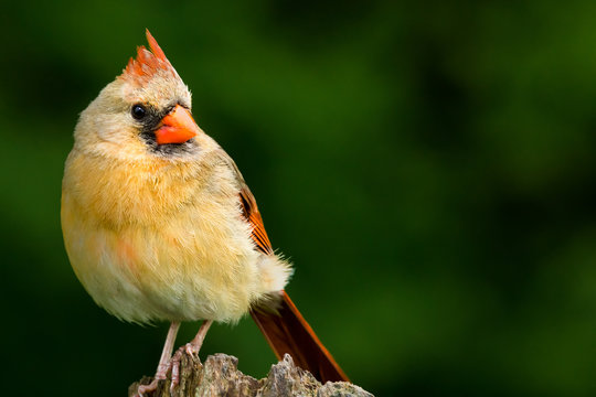 Northern Cardinal, Cardinalis cardinalis. Female with a raised crest, perched on a tree stump and making eye contact. Background is bokeh of trees.