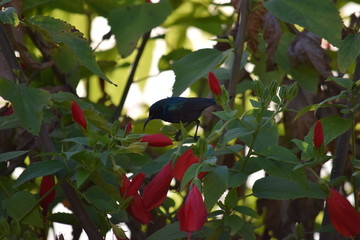 Humming Bird