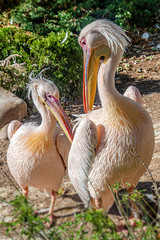 Rosy Pelicans in a small green reserve, details, closeup
