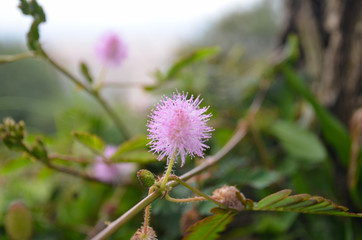 Close up of Mimosa pudica (sensitive plant, sleepy plant, touch-me-not or shameplant). Beautiful background of fresh flowers.