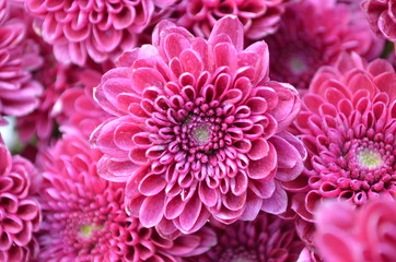 Close up of beautiful pink flowers.Beautiful background of fresh flowers.