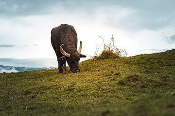 Wasserbüffel Naturschutzgebiet Schweiz