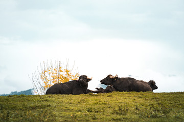 Wasserbüffel Naturschutzgebiet Schweiz