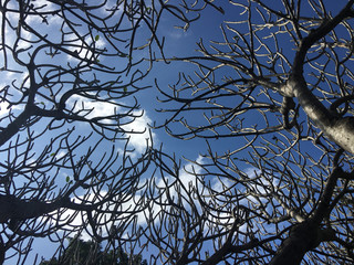 Branches of trees against the blue sky with white clouds. Branches of trees and sky background texture.