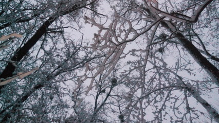 trees in winter