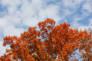 紅葉と青空