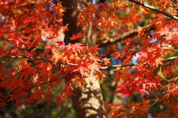 鮮やかに紅葉した楓の木