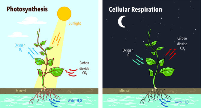 Photosynthesis accumulating sugar and cellular respiration fueling all plants functions day night 2 educational posters vector illustration