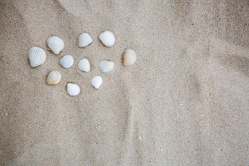 Naklejka na ściany i meble Sea shell on sand background have space