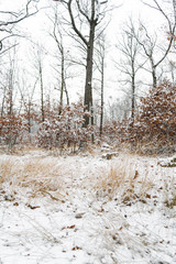 Winter season - beautiful forest