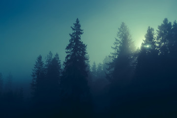 Night mysterious panoramic landscape in cold tones - silhouettes of the spruce forest under the full moon and dramatic night sky.