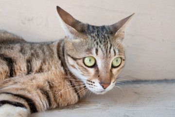 vagrant street cat looking at the camera