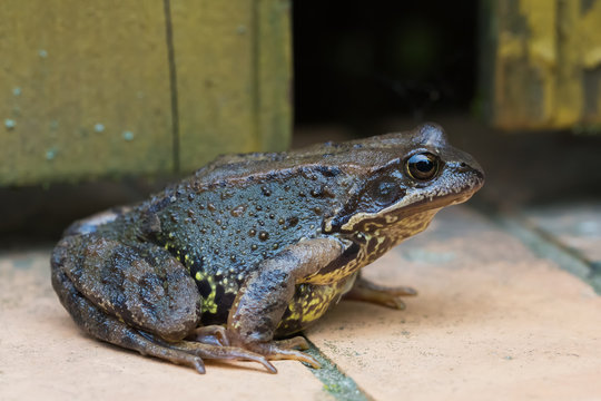 Moor frog sitting on a brick blind area