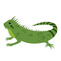 Cartoon iguana. Vector illustration on a white background. Drawing for children.