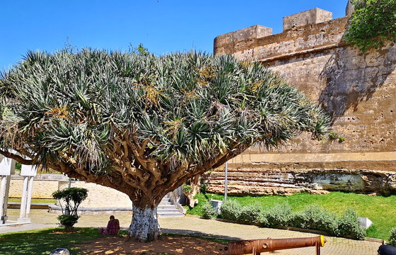 Dracena draco tree in Larache, morocco
