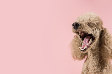 Happy brown poodle yawns on pink background. Dog looks left. Screaming puppy.  Copy space