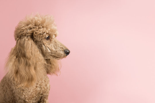 Pretty cute brown poodle isolated on pink background. Dog looks at right. Copy space