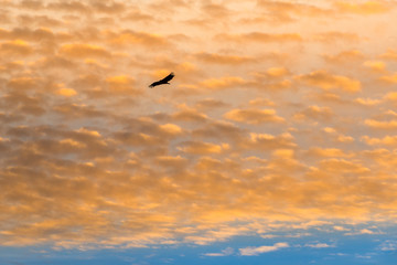 VUELO DEL BUITRE