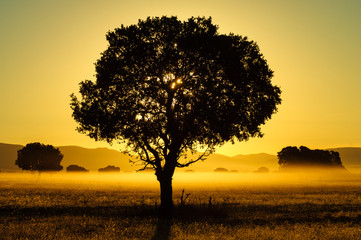 AMANECER EN EL CAMPO