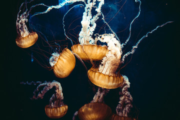 Beautiful jellyfish floating in the depths of the sea