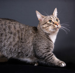 Munchkin cat or Sausage cat